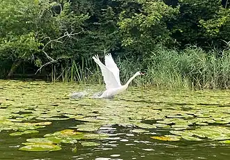 Swan taking of from the water