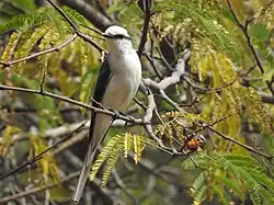 Swinhoe's minivet from the gardens of the campus.