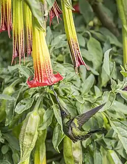 Pollination by the sword-billed hummingbird