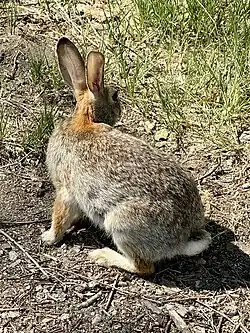 Photo of the back of a rabbit in the process of turning around