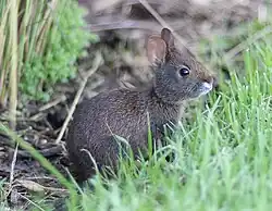 Small rabbit looking up above grasses