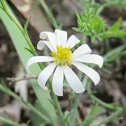 S. trilineatum: White flower head from an image