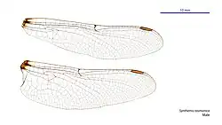 Male wings