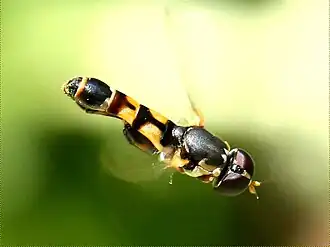 Thick-legged hoverfly