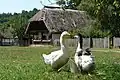 Geese in Szenna