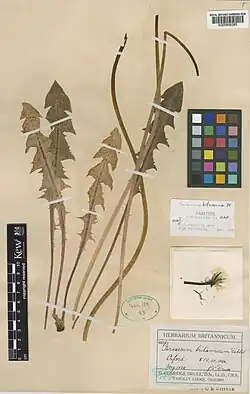 Leaves and flower specimen