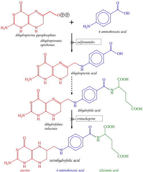 Tetrahydrofolate synthesis pathway