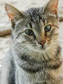 A tabby cat with a third, translucent eyelid covering part of either eye