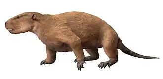 Taeniolabis taoensis