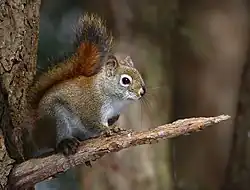 Brown squirrel
