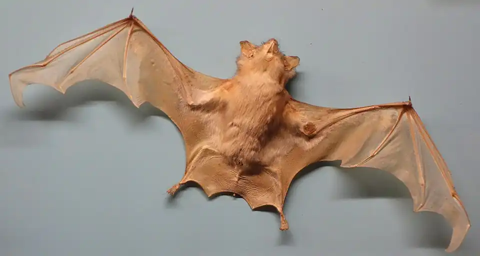 Brown bat
