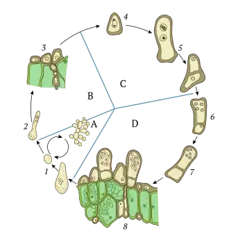 Circular diagram of the Taphrina life cycle: free yeast cells, infection of leaf tissue, diploid ascus, eight budding ascospores