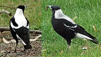 Male (left) and female (right) Tasmanian magpies