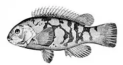 Tautoga onitis is the type host of Microcotyle furcata