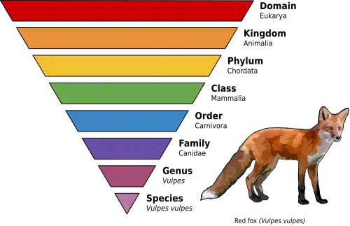 Taxonomy diagram for red fox.