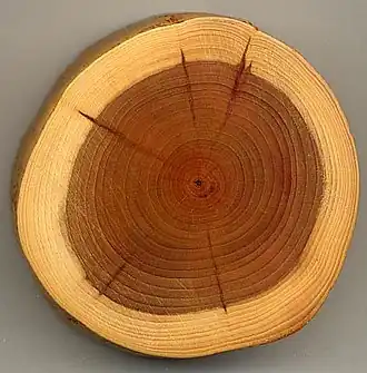 Image 32A section of yew (Taxus baccata) showing 27 annual growth rings, pale sapwood and dark heartwood (from Tree)