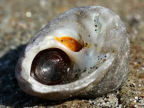 underside, Torrey Pines State Beach