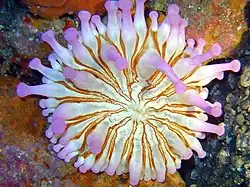Sea anemones: pretty sea animals with long, wavy arms.