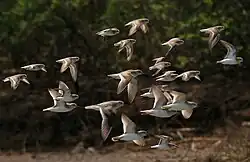 Mixed flock with the larger Terek sandpiper in Andhra Pradesh, India.