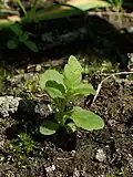 Seedling