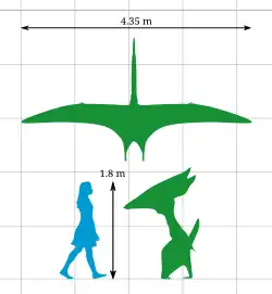 A diagram comparing the height of Thalassodromeus with that of a human, and an aerial view of its wingspan. Its height is roughly the same as a human – 1.8 m (5 ft 11 in) – and its wingspan is 4.35 m (14.3 ft).