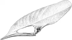 A black and white illustration of a skull with a long, thin jawbone and an elongated cranium; the bone's texture is leaflike