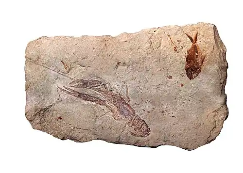Image 12Specimen from a palaeontological site of Lebanon at Paleontology in Lebanon, by Mila Zinkova (from Wikipedia:Featured pictures/Sciences/Geology)