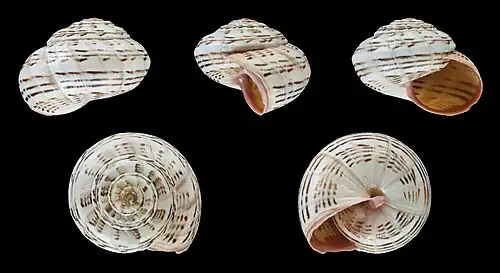 Theba pisana lineolata