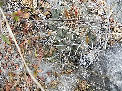 Plant growing near La Muralla, San Luis Potosí