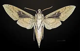 Female ventral view