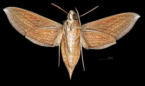 Theretra lycetus ♀ △