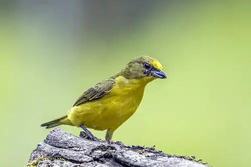 Juvenile male E. l. melanura Colombia