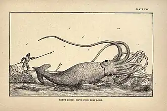 #45 (2/11/1878) Artist's impression of the "Thimble Tickle specimen" found on 2 November 1878, which reportedly measured 55 feet (17 m) in total length, from Charles Frederick Holder's Marvels of Animal Life (Holder, 1885:198, pl. 25). No photographs or exact measurements exist as the specimen was cut up for dog food soon after its discovery.