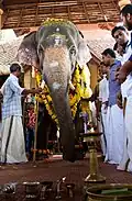 The temple elephant Thiru Vazhappally Mahadevan during a temple ritual, Kerala