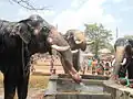 Elephants at the fountain during a break at the festival of Thrissur Pooram, Kerala