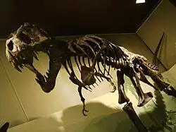 A Tyrannosaurus rex