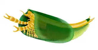 Tokummia is the earliest known animal bearing pincers