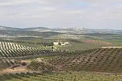 Olive orchards with Arjona in the distance