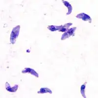 "Toxoplasma gondii" tachyzoites
