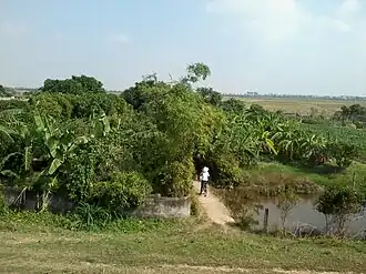 A banana forest on a dike section of the Thái Bình River in autumn 2012.