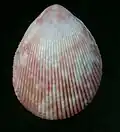 Trachycardium maculosum