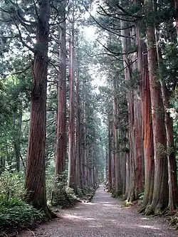 Path in the Togakushi Shrine lined with C. pisifera