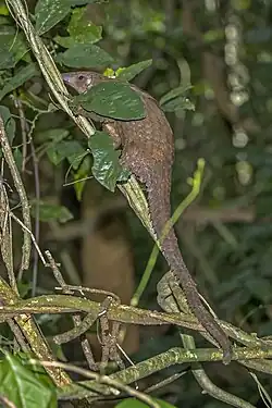 A tree pangolin on a tree branch at night