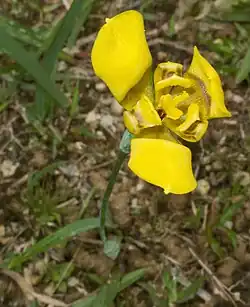 Flower of T.&nbsp;martinicensis, naturalized in Malaysia