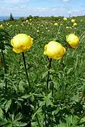 Globeflower, Gazon du Faing.