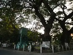 Centuries-old Acacia trees guard the water reservoir in the Plaza