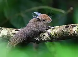 Brown squirrel