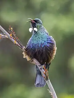 Tūī with a white throat feather on a flax flower stalk