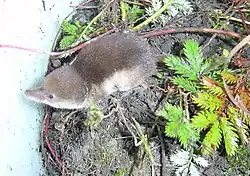 Gray shrew