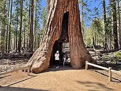 Sequoia known as the "Tunnel Tree" located in Mariposa Grove, Yosemite National Park - June 2022